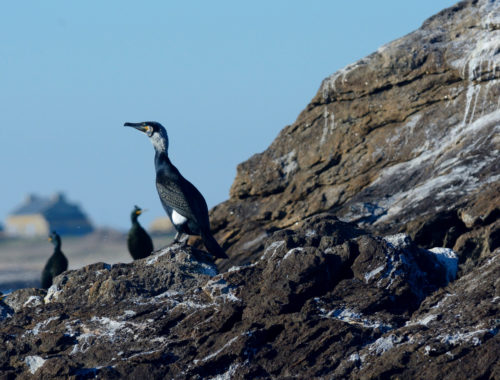 Île de Quéménès Ferme Iroise Finistère Brest Conquet Bretagne Ouessant Molène Hôtel Hébergement Tourisme Chambres et Table d'hôtes Vacances Week-end Séjour Mer Nature Agriculture Biologique Bien-être Découverte Conservatoire du littoral Autonomie Solaire Éolienne Moutons Pierres Noires Litiri Triélen