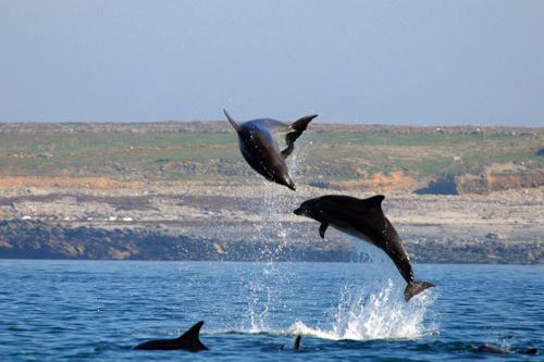 Île de Quéménès Ferme Iroise Finistère Brest Conquet Bretagne Ouessant Molène Hôtel Hébergement Tourisme Chambres et Table d'hôtes Vacances Week-end Séjour Mer Nature Agriculture Biologique Bien-être Découverte Conservatoire du littoral Autonomie Solaire Éolienne Moutons Pierres Noires Litiri Triélen