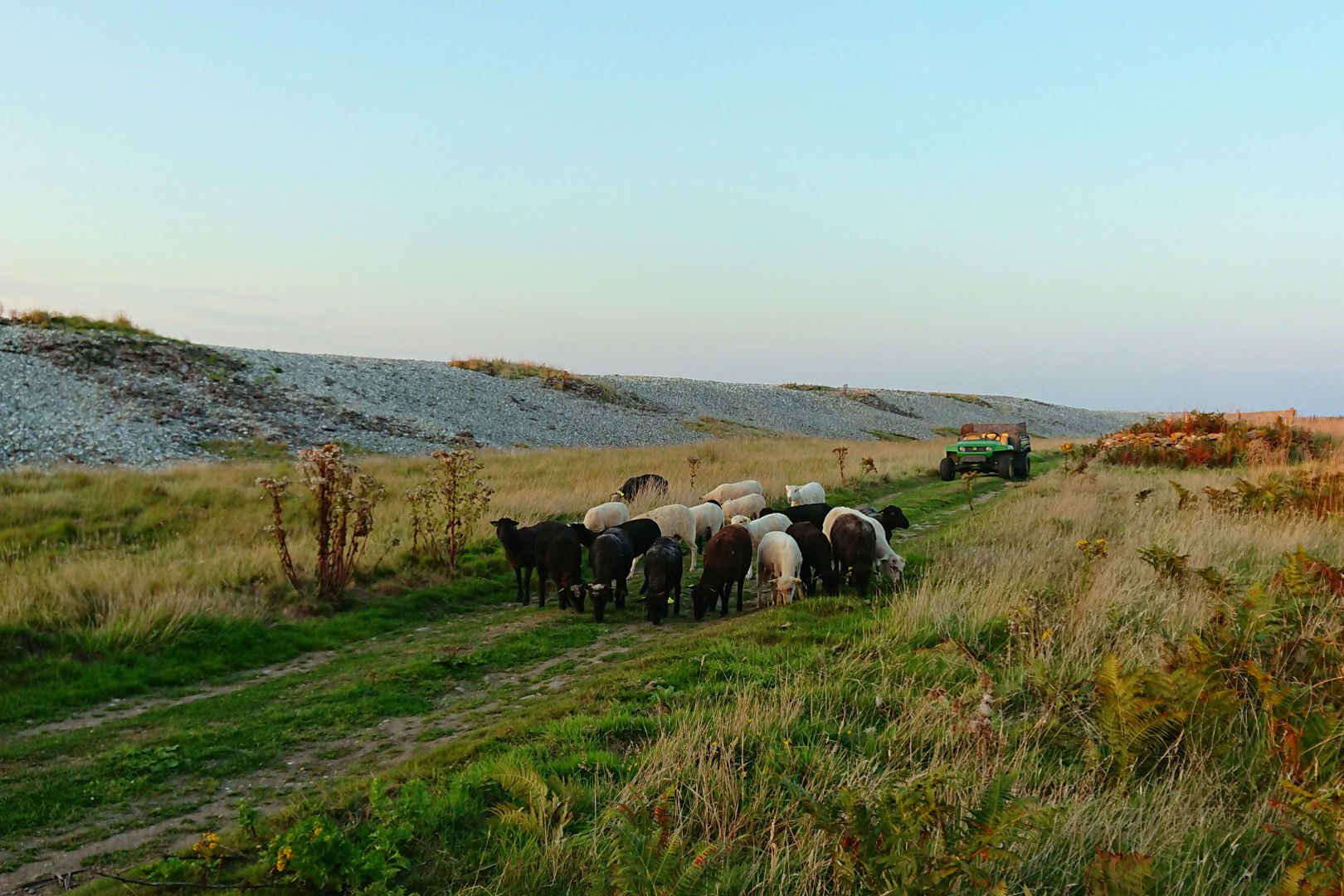 Île de Quéménès la ferme Iroise Finistère Brest Conquet Bretagne Ouessant Molène Hôtel Hébergement Tourisme Chambres et Table d'hôtes Vacances Week-end Séjour Mer Nature Agriculture Biologique Bien-être Découverte Conservatoire du littoral Autonomie Solaire Éolienne Moutons